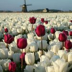 دانلود آهنگ هایده گلریز دانلود آهنگ هایده گلریز