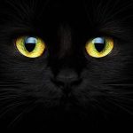 دانلود آهنگ بلک کتس زندگی تازه