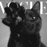 دانلود آهنگ بلک کتس نبود تو