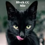 دانلود آهنگ بلک سیسی میو