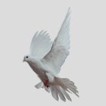 دانلود آهنگ یاسمین کبوتر