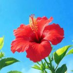 دانلود آهنگ می دوتا چومان مره تره بیدمه که شوندری