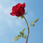 دانلود آهنگ اونجا که بر نیومد از توکاری غصه نخوریا منو داری دانلود آهنگ اونجا که بر نیومد از توکاری غصه نخوریا منو داری
