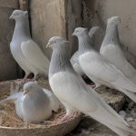 دانلود آهنگ صبح میرم رو پشت بوم کفترامو هوا کنم